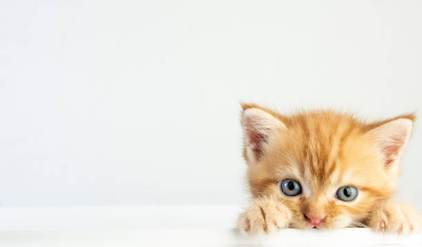 istock Cat baby tabby Kitten Cute Beautifu on white background 1221705780