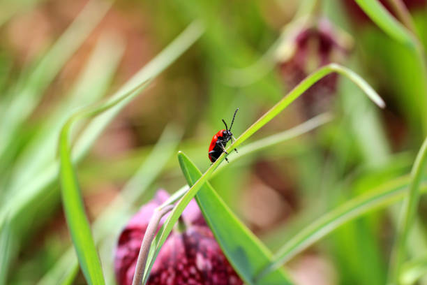 スカーレット・リリェンヘン (リリオセリス・リリ) - ladybug insect leaf beetle ストックフォトと画像