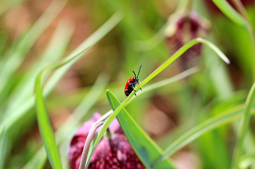 Striking red beetle in the family Chrysomelidae, familiar as a pest of garden plants and flowers