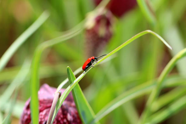 scarlet lilienh-nhnchen (lilioceris lilii) - ladybug insect leaf beetle photos et images de collection