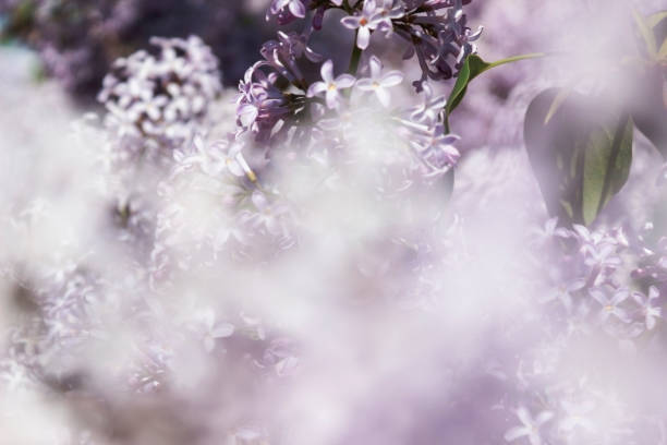istock Elegant bouquet of blooming lilac 1221706719