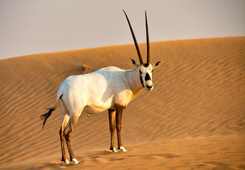 A white Oryx in the desert sand looking at me