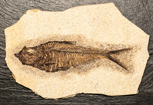 A very old fossil of a prehistoric fish on a stone