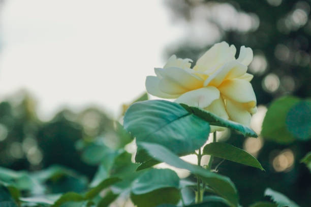 incredibly elegant flowers.they are suitable for any occasion, from garden decoration to wedding bouquet.I hope through this photo I was able to convey the elegance and aroma of this amazing flower.feel