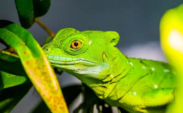 Photo of closeup of the face of a green plumed basilisk, tropical reptile specie from America