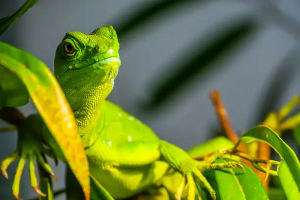 Photo of closeup portrait of a green plumed basilisk, tropical reptile specie from America