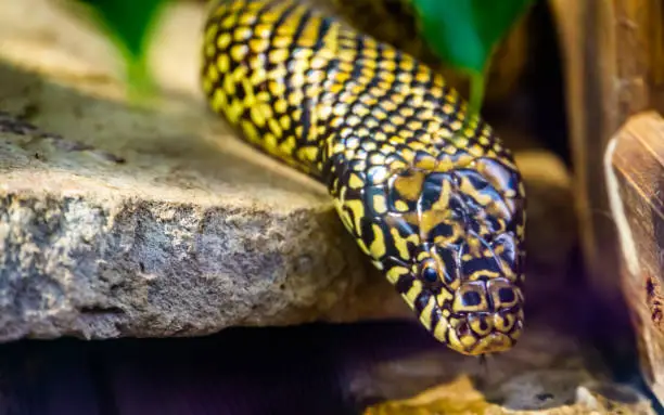 Photo of beautiful closeup of the face of a eastern king snake, tropical reptile specie from America