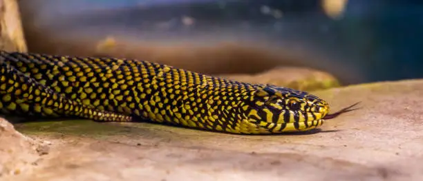 Photo of eastern king snake crawling over the ground in closeup, tropical reptile specie from America