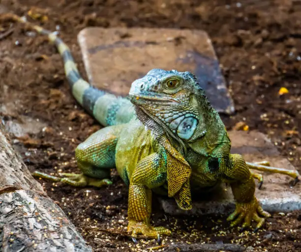 Photo of beautiful closeup portrait of a green american iguana, popular tropical lizard from America