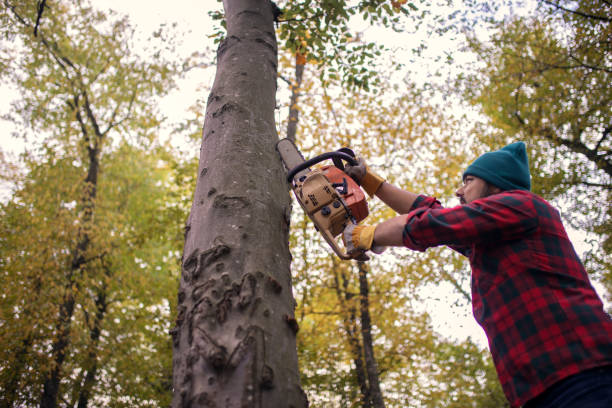 istock Strong lumberjack cutting trees with motor saw 1221708182