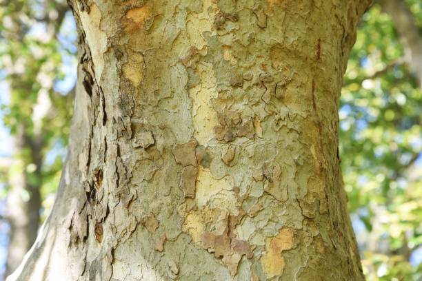 istock Sycamore (Platanus) bark and leaves 1221708816