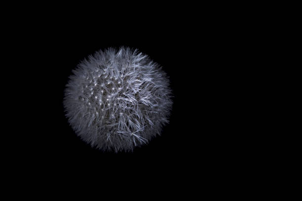 istock Photo in the studio. Dandelion. 1221710020