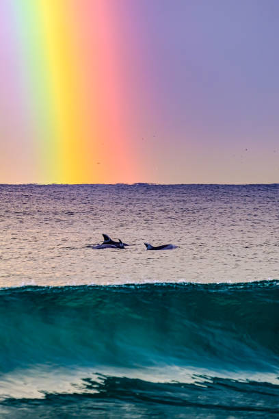 delfines y arco iris - redondo beach fotografías e imágenes de stock