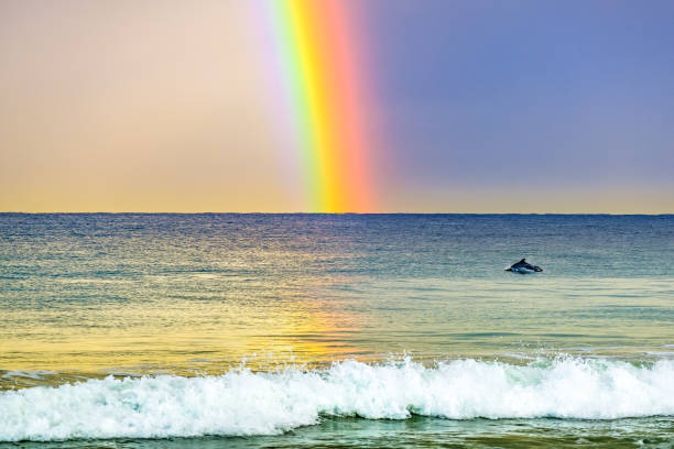 delfines jugando por un arco iris - redondo beach fotografías e imágenes de stock
