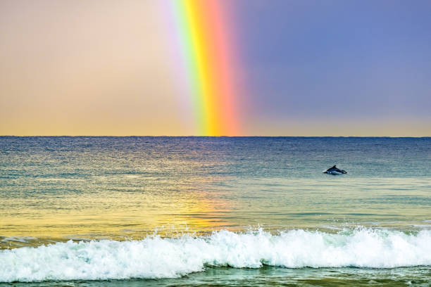 虹で遊ぶイルカ - redondo beach ストックフォトと画像