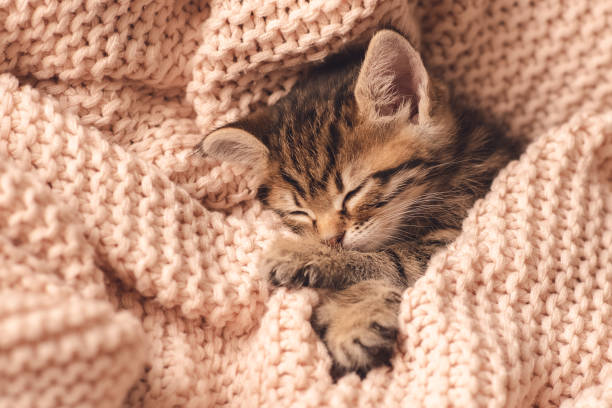 istock Cute little red kitten sleeps on fur white blanket 1221714137