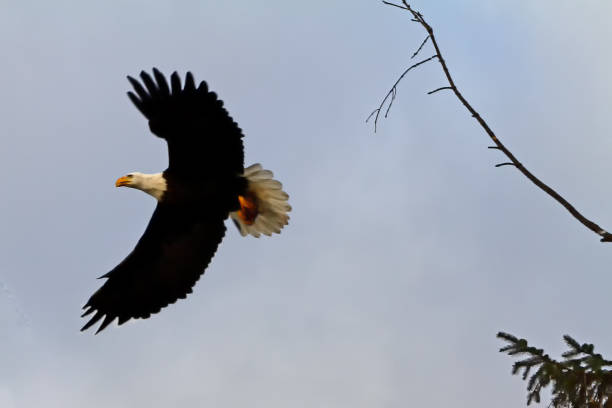 istock bald eagle flying up to a tree,  Beach Grove, Delta, BC, Canada 1221714496
