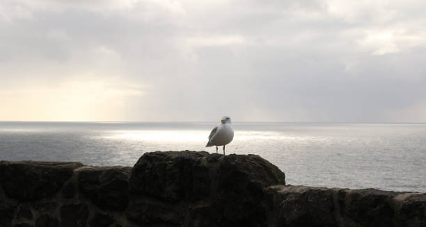 istock Feathered Friend on the Oregon 1221715189