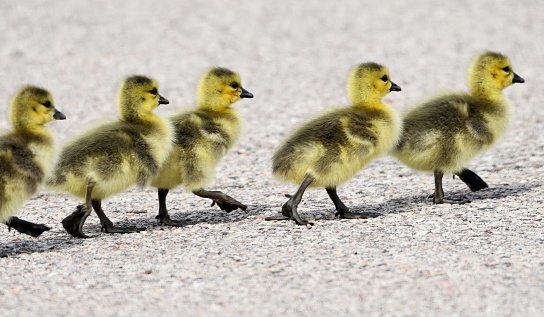 Yellow baby geese marching on pavement.