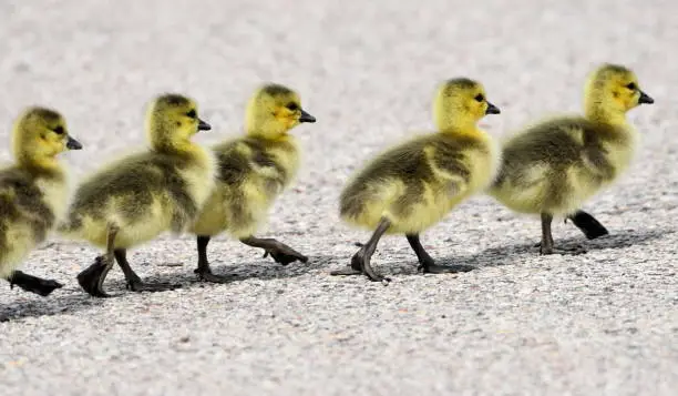 Photo of Baby Geese Marching