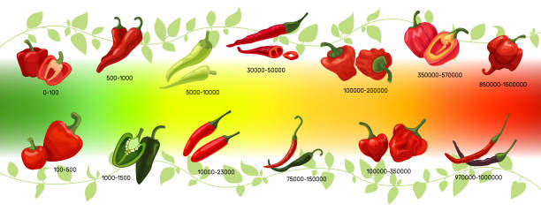 Scoville scale of chilli peppers infographic vector illustration Scoville scale of chilli peppers infographic vector illustration. Heat units for red and green chili pods, spicy, mild and extreme hot taste level score. Scalable spice peppers on multicolor gradient background serrano chili pepper stock illustrations
