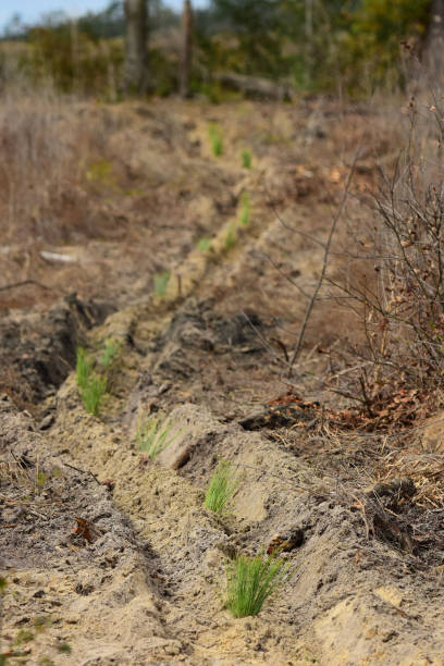 istock Curving row of pine seedlings in sandy ground 1221717986