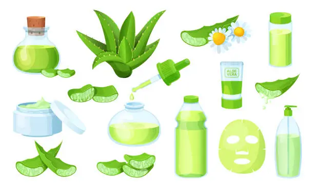 Vector illustration of Nature aloe vera medicinal pharmacy, cosmetic plant leaves, fresh juice on natural herbal vector illustration isolated on white.