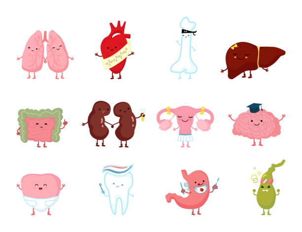 Medicine health human organs with smile in character hand drawn anatomy healthy vector illustration isolated on white. Medicine health human organ with smile character hand drawn anatomy healthy vector illustration isolated on white. Comic brain, heart, bone, liver. Healthy intestine, kidney, reproductive organ, tooth stomach knot stock illustrations