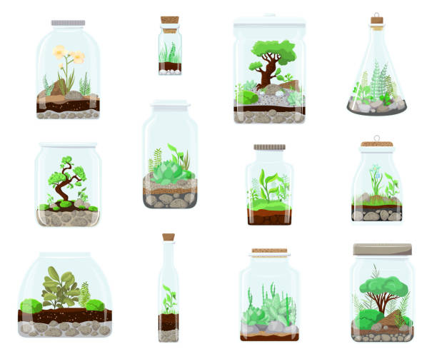 Nature green plant in glass terrarium garden, plant on decoration natural botany vector cartoon illustration isolated on white. Ecosystem grow in bottle compose. Succulent, tree, flower, cactus Terrarium Nature green plant in glass garden, plant on decoration natural botany vector cartoon illustration isolated on white. Ecosystem grow in terrarium bottle compose. Succulent, tree, flower, cactus. terra stock illustrations