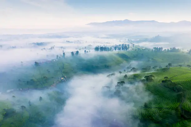 Beautiful aerial view of tea plantation with fog and highland background on misty morning in Pangalengan, Bandung, West Java, Indonesia