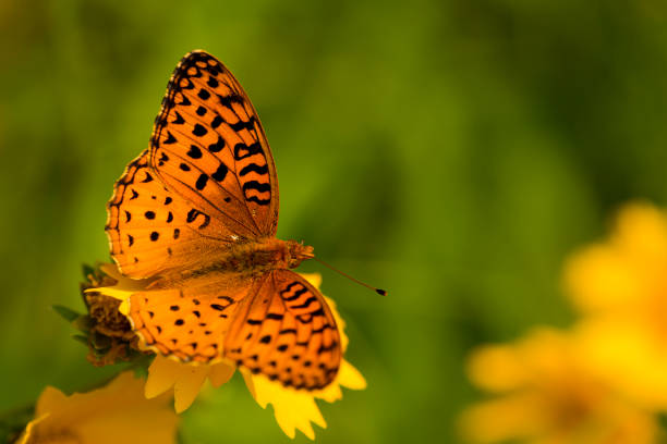 An orange butterfly sits on a yellow flower.