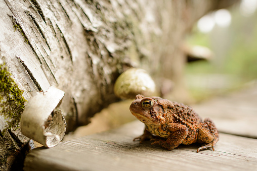 A brown toad sits on a board near a log looking for some prey to eat.