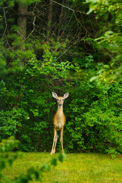 istock A Female White-tailed Deer at the Edge of Forest 1221721486