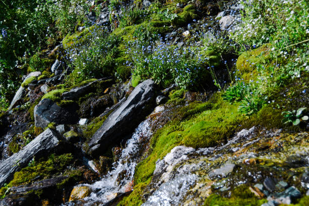 istock Mountain stream on summer day. Thin stream of river among moss, grass and stones 1221721580