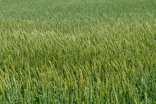 Young cereal field in late spring with vibrant colors. Agricultural background.
