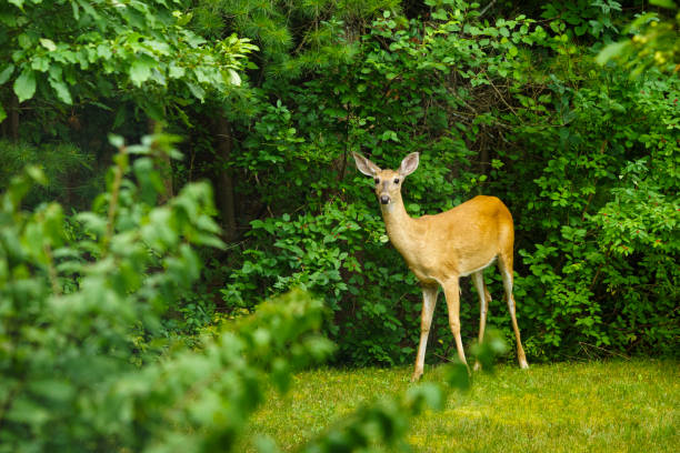 istock A Female White-tailed Deer at the Edge of Forest 1221721610