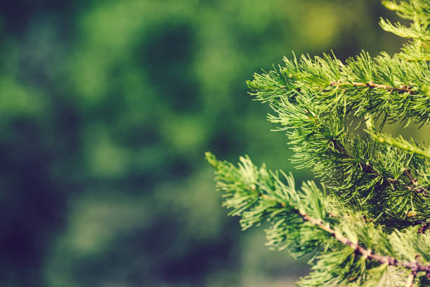 istock Green branches in coniferous forest on summer day 1221721645