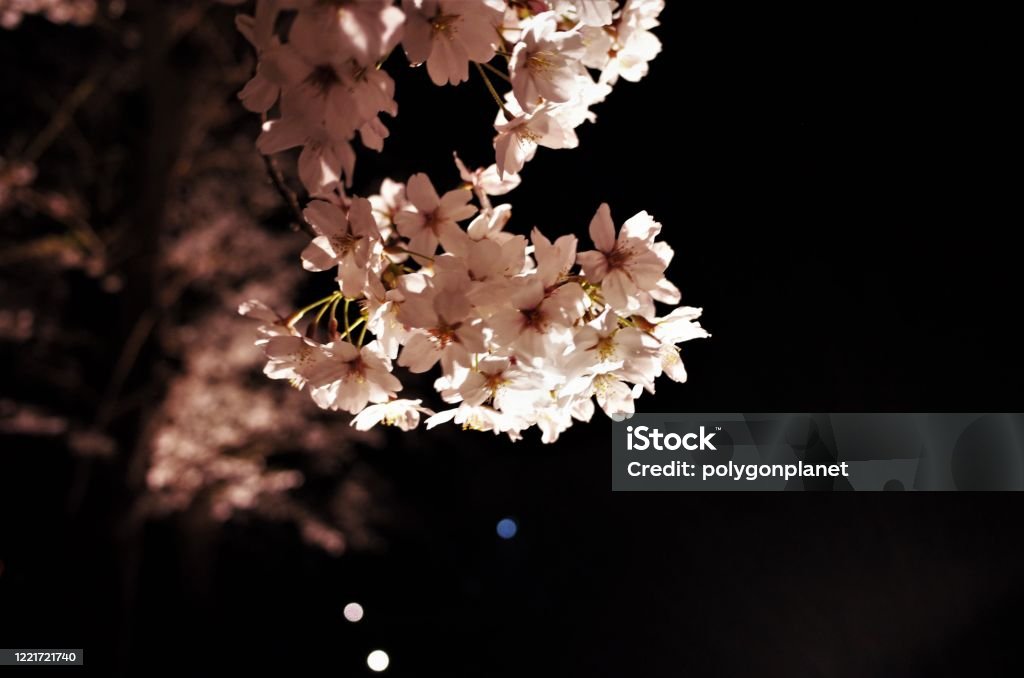 Hermosa Iluminación Flores De Cerezo De La Noche Que Brillan En Un Color  Rosa Primavera Japonesa En Tomioka Silk Mill Gunma Foto de stock y más  banco de imágenes de Aire libre -