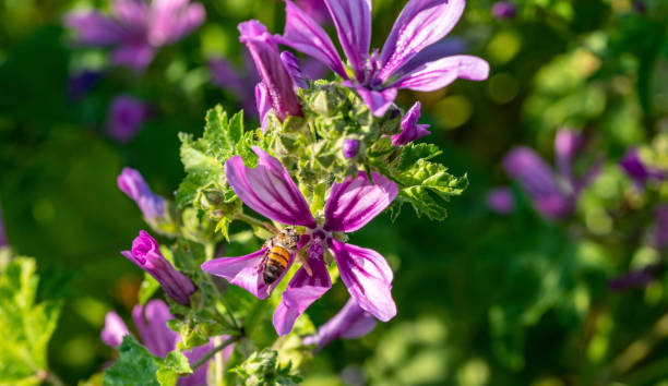 istock the bee is gathering pollens from purple flowers 1221722583
