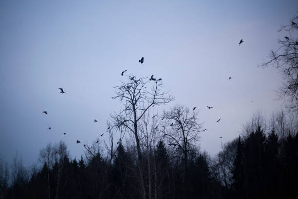 istock A flock of raven sits in the trees 1221722739