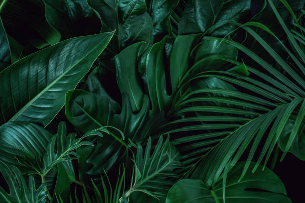 istock green leaves for background and wallpaper 1221724421