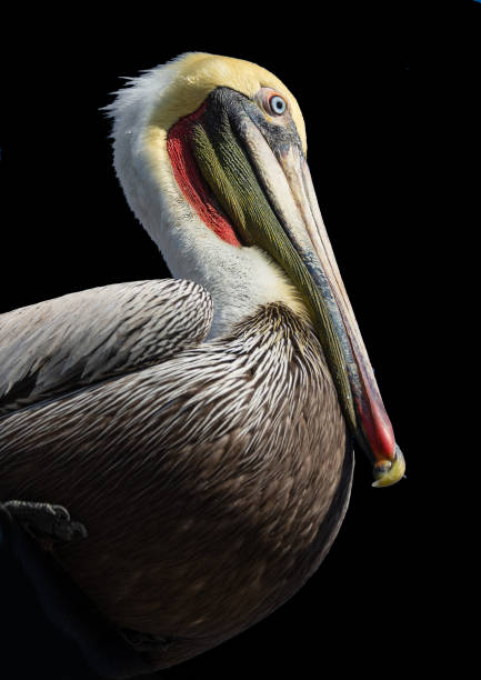 istock Portrait of a Pelican 1221724563
