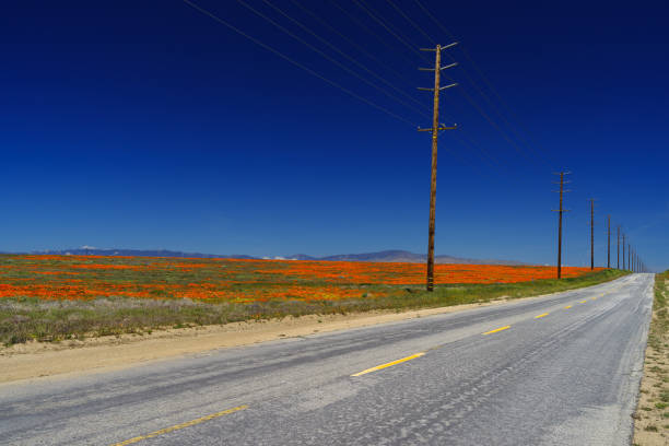 California Poppies along a Mojave Desert Road Desert road in the Antelope Valley in Southern California showing the spring wildflower blooming in April. The Antelope Valley is within the southwestern tip of the Mojave desert. antelope valley poppy reserve stock pictures, royalty-free photos & images