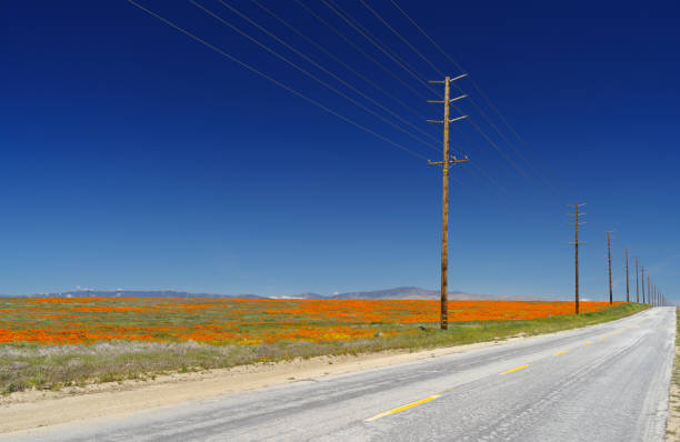 Desert road in the Antelope Valley in Southern California showing the spring wildflower blooming in April. The Antelope Valley is within the southwestern tip of the Mojave desert.