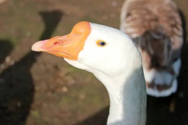 Photo of White goose. Blue eye close up. Domestic bird outdoors. Summertime on the poultry yard