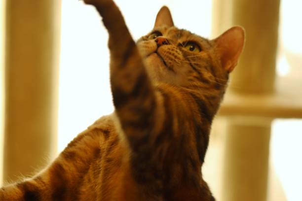 istock A cute cat lit by the light and trying to catch something. 1221726143