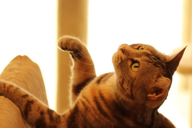 istock A cute cat lit by light and taking a beanbag. 1221726213