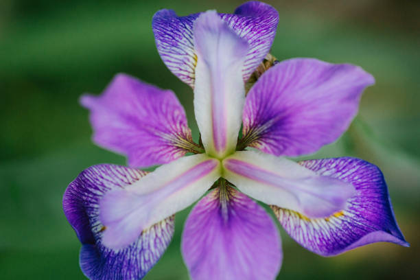 istock Close-up of purple Iris Flower 1221726341