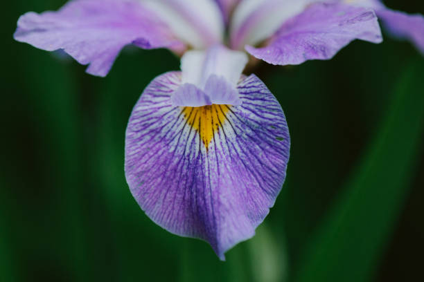 Close-up of purple Iris Flower