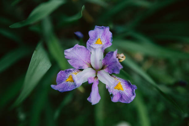 Close-up of purple Iris Flower
